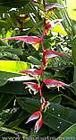 Heliconia collinsiana